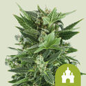 Royal Kush Automat (Royal Queen Seeds) feminizowane