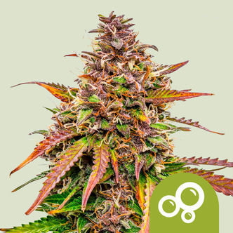 Bubble Kush Automat (Royal Queen Seeds) feminizowane