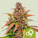 Bubble Kush Automat (Royal Queen Seeds) feminizowane