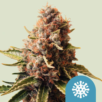Euphoria (Royal Queen Seeds) feminizowane