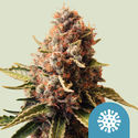 Euphoria (Royal Queen Seeds) feminizowane