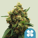 Painkiller XL (Royal Queen Seeds) feminizowane