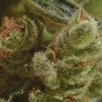 One To One (CBD Seeds) feminizowane