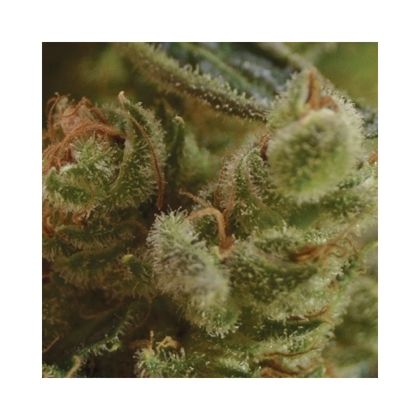 One To One (CBD Seeds) feminizowane
