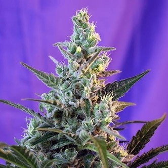 Sweet Skunk Automat (Sweet Seeds) feminizowane