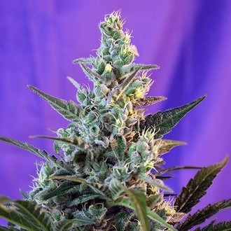 Sweet Skunk Automat (Sweet Seeds) feminizowane