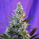 Sweet Skunk Automat (Sweet Seeds) feminizowane
