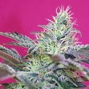 Sweet Cheese Automat (Sweet Seeds) feminizowane