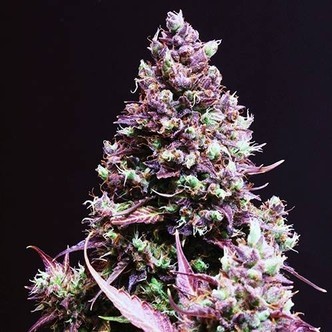Cream Caramel Auto (Sweet Seeds) feminizowane