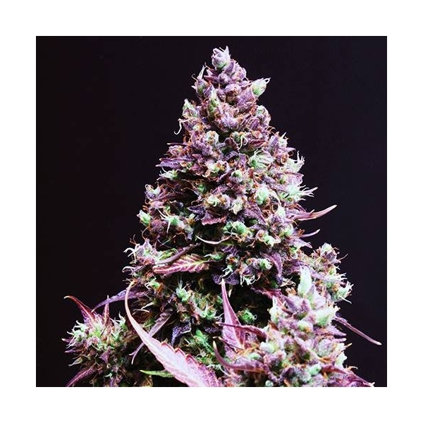 Cream Caramel Auto (Sweet Seeds) feminizowane