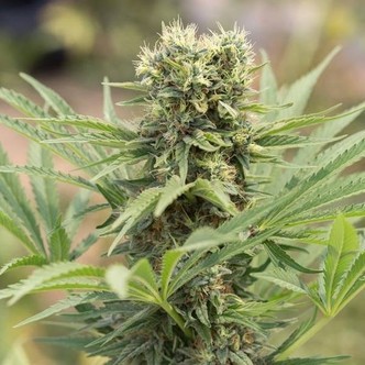 Dedoverde Haze (Humboldt Seed Organization) feminizowane