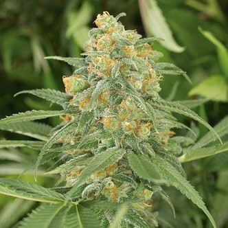 Green Crack 2.0 (Humboldt Seed Organization) nasiona marihuany feminizowane