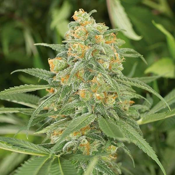 Green Crack 2.0 (Humboldt Seed Organization) nasiona marihuany feminizowane