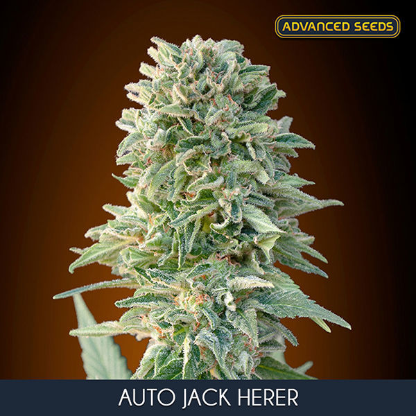 Auto Jack Herer (Advanced Seeds) feminizowane