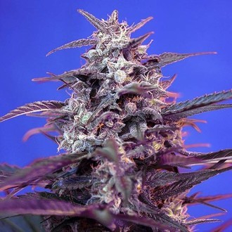 Bloody Skunk Automat (Sweet Seeds) feminizowane