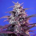 Bloody Skunk Automat (Sweet Seeds) feminizowane