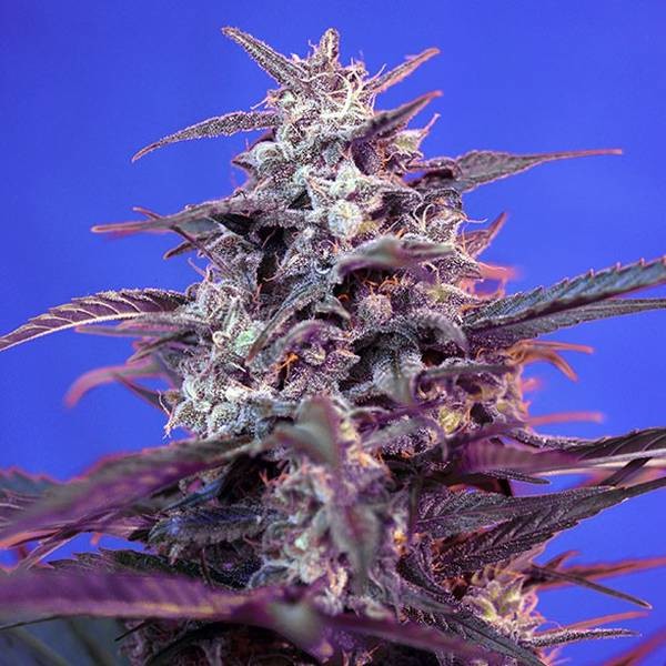 Bloody Skunk Automat (Sweet Seeds) feminizowane