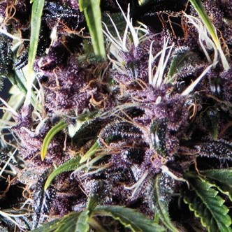 Auto Purple (Pyramid Seeds) feminizowane