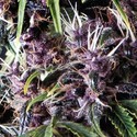 Auto Purple (Pyramid Seeds) feminizowane