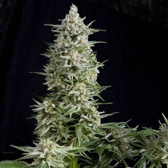 Amnesia Gold (Pyramid Seeds) nasiona marihuany feminizowane