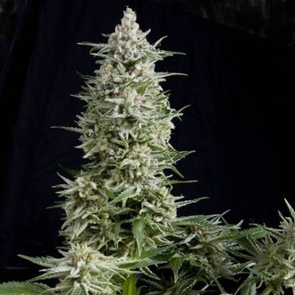 Amnesia Gold (Pyramid Seeds) nasiona marihuany feminizowane
