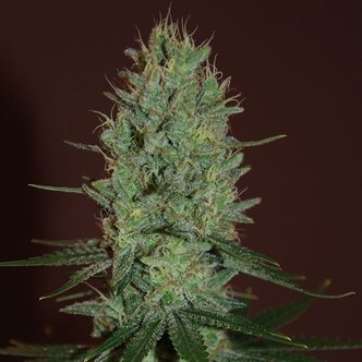 Amnesia Haze (Expert Seeds) feminizowane