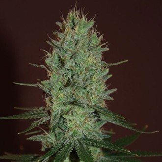 Amnesia Haze (Expert Seeds) feminizowane