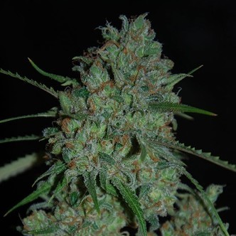 Afghan Skunk (Expert Seeds) feminizowane