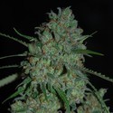 Afghan Skunk (Expert Seeds) feminizowane