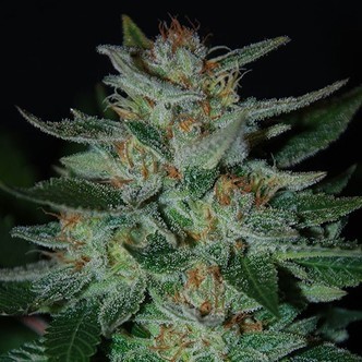 Blue Cheese (Expert Seeds) nasiona marihuany feminizowane