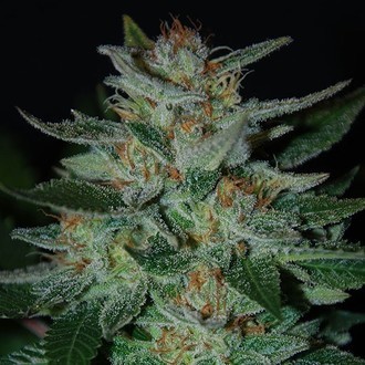 Blue Cheese (Expert Seeds) nasiona marihuany feminizowane