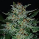 Blue Cheese (Expert Seeds) nasiona marihuany feminizowane