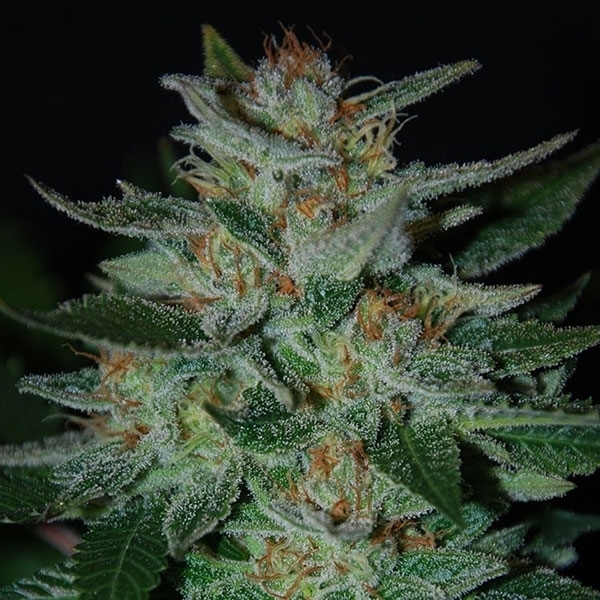 Blue Cheese (Expert Seeds) nasiona marihuany feminizowane