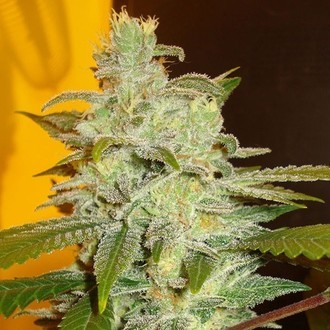 Northern Lights (Expert Seeds) feminizowane