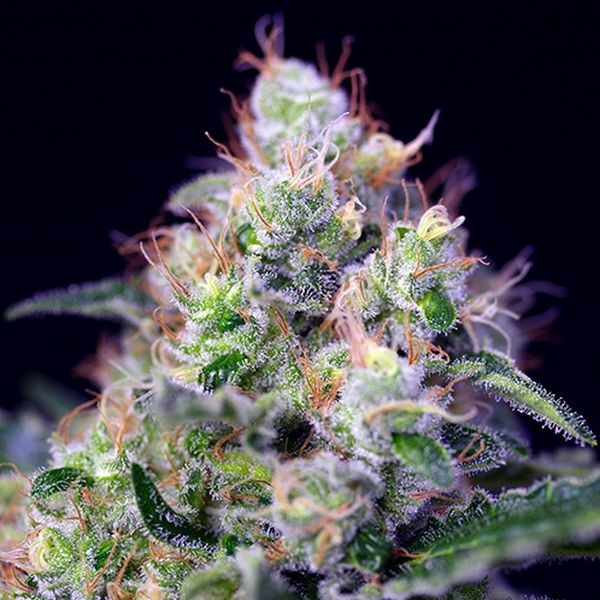 Cream Caramel (Sweet Seeds) feminizowane