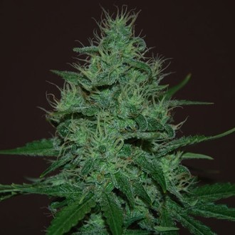 Amnesia Haze Automat (Expert Seeds) feminizowane