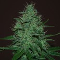 Amnesia Haze Automat (Expert Seeds) feminizowane