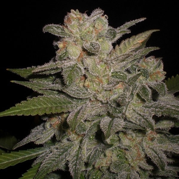 Northern Lights Automat (Expert Seeds) feminizowane