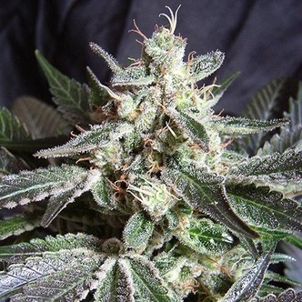 Black Jack (Sweet Seeds) feminizowane