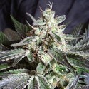 Black Jack (Sweet Seeds) feminizowane