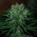 Blue Cheese Automat (Expert Seeds) feminizowane