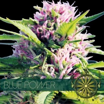 Blue Power (Vision Seeds) feminizowane