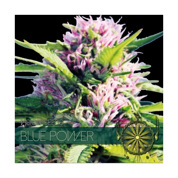 Blue Power (Vision Seeds) feminizowane