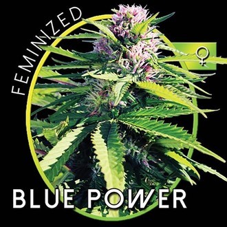 Blue Power (Vision Seeds) feminizowane