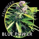 Blue Power (Vision Seeds) feminizowane