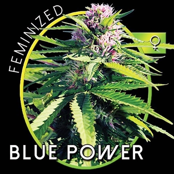 Blue Power (Vision Seeds) feminizowane