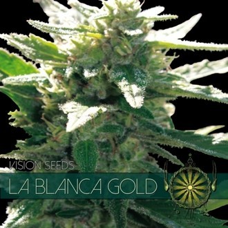 La Blanca Gold (Vision Seeds) nasiona marihuany feminizowane
