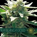 La Blanca Gold (Vision Seeds) nasiona marihuany feminizowane