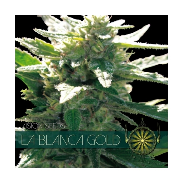 La Blanca Gold (Vision Seeds) nasiona marihuany feminizowane