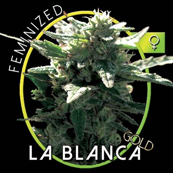 La Blanca Gold (Vision Seeds) nasiona marihuany feminizowane